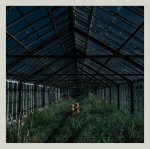 Foxing - Dealer